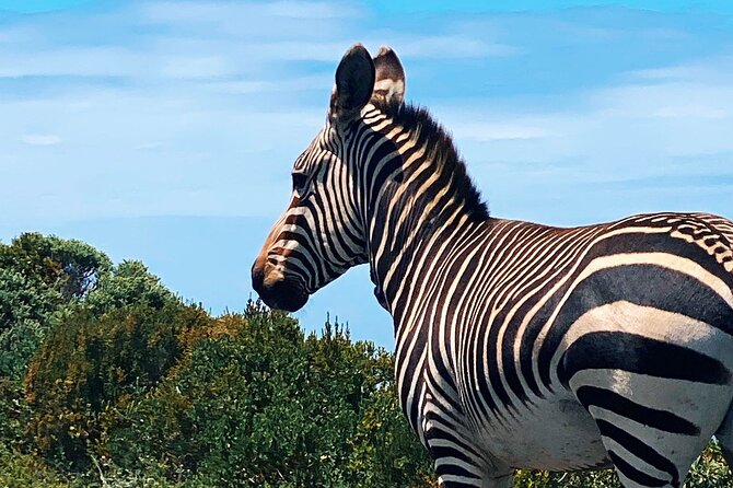 Full Day Cape Peninsula Tour in Private Car - Hout Bay adds a boat option and market time