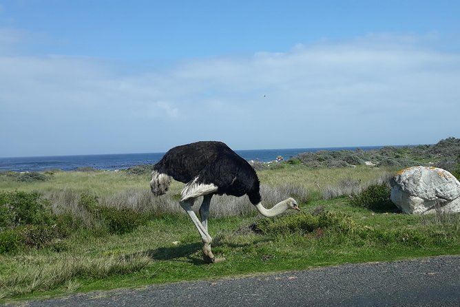 Full Day Cape Peninsula Tour in Private Car - Chapman’s Peak delivers the road-trip moment