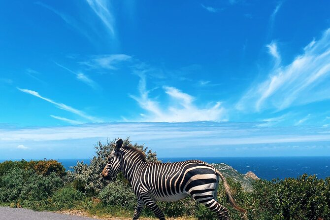 Full Day Cape Peninsula Tour in Private Car - Cape Point deserves the longest stop
