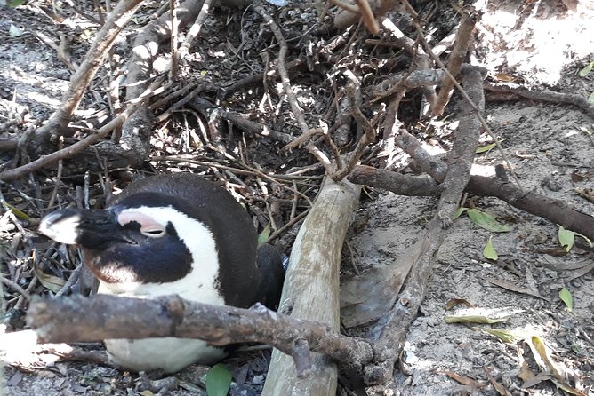 Full Day Cape Peninsula Tour in Private Car - Boulders Beach brings the penguins close