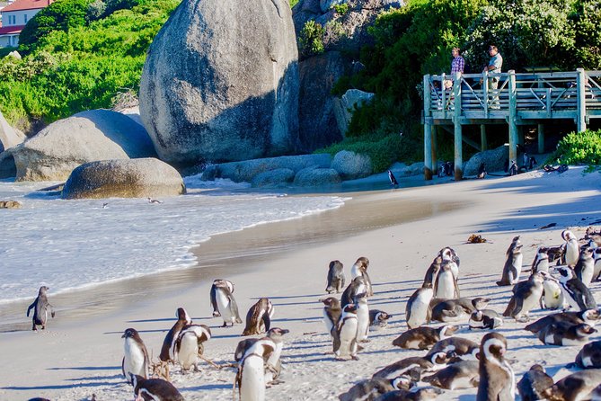 Full Day Cape Point Sightseeing Tour - The old lighthouse and the funicular choice