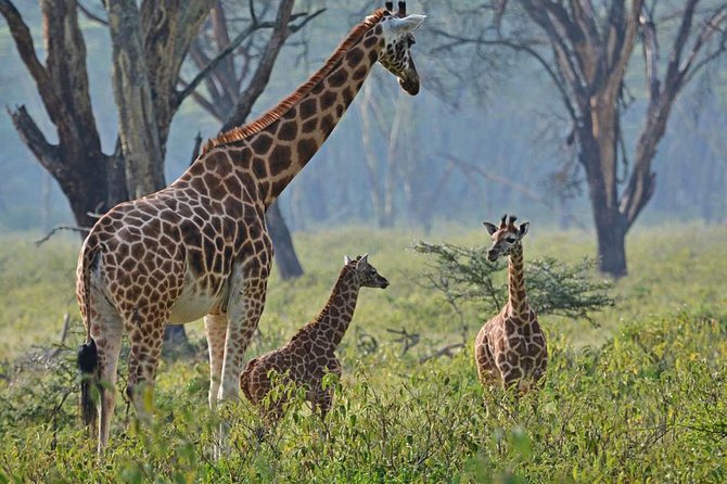 Full Day Lake Nakuru Park and optional boat ride on Lake Naivasha - The Great Rift Valley viewpoint