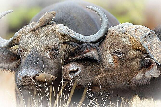 Full Day Private Kruger Park Safari - The afternoon search and return
