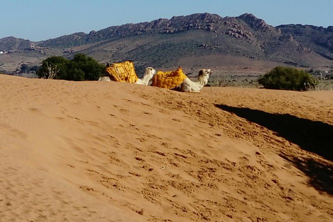 Full-Day Safari Small Desert With Lunch - Choosing the right guide and setting your expectations