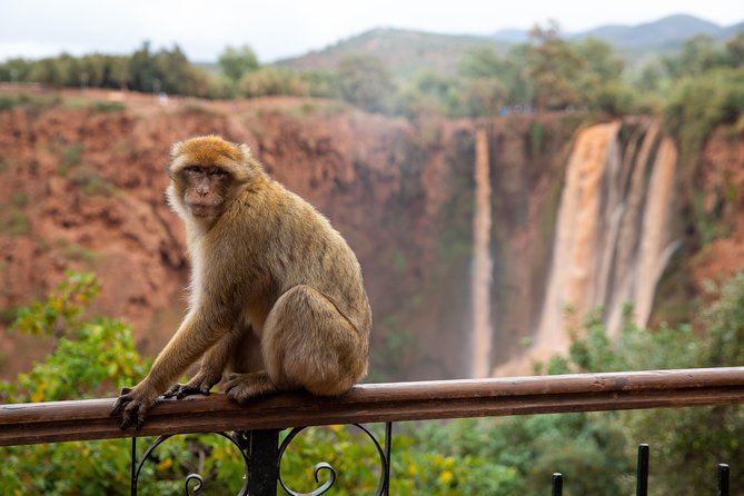 Full Day Trip To Ouzoud Waterfalls From Marrakech & Boat Tour - Barbary macaques around the river valley