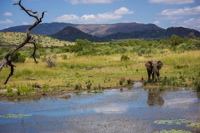 Full Day Ultimate Pilanesberg National Park Safari from Johannesburg or Pretoria - The afternoon drive and the changing pace