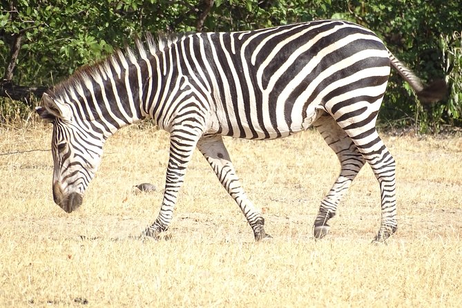 Game Drive & Rhino Safari Experience - MINIMUM 2 PEOPLE - Who will enjoy this three-hour experience