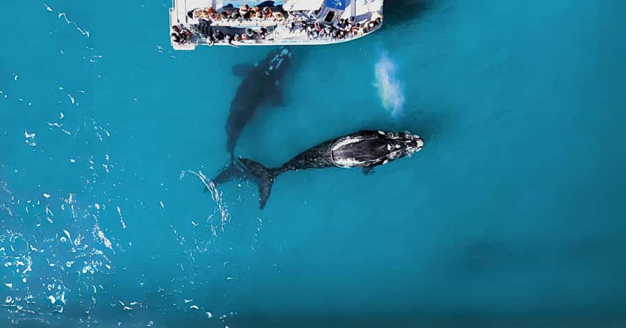 Gansbaai: Marine Big 5 Boat tour - Why Gansbaai’s Marine Big 5 matters