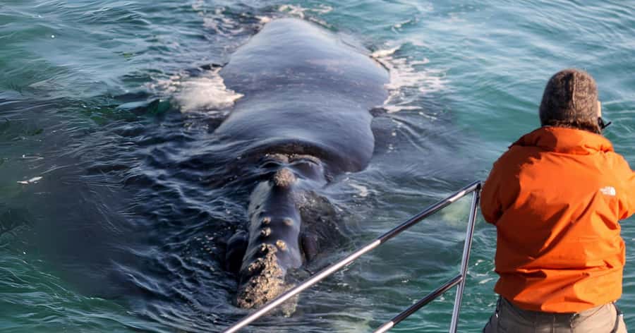 Gansbaai: Marine Big 5 Boat tour - Arriving at The Great White House in Kleinbaai