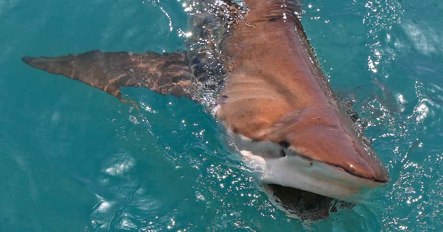 Gansbaai: Marine Big 5 Boat tour - Sharks, seals and the passage through Shark Alley