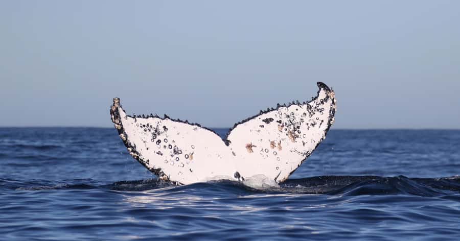 Gansbaai: Marine Big 5 Boat tour - What the marine biologist adds