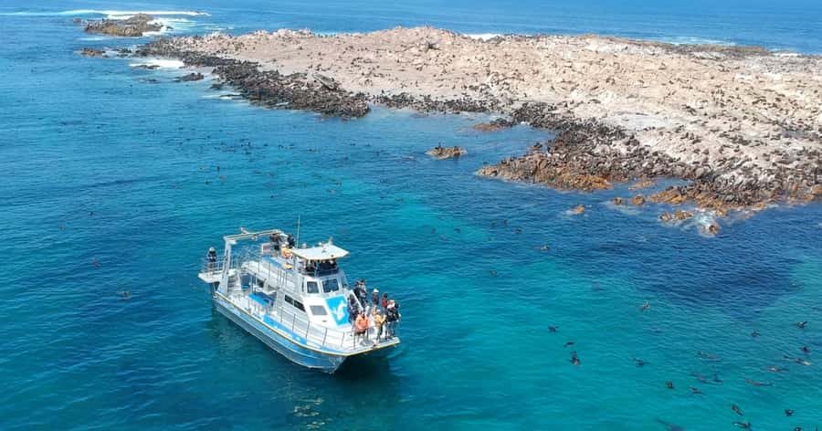 Gansbaai: Marine Big 5 Boat tour - Cape Town transfers and the real time commitment