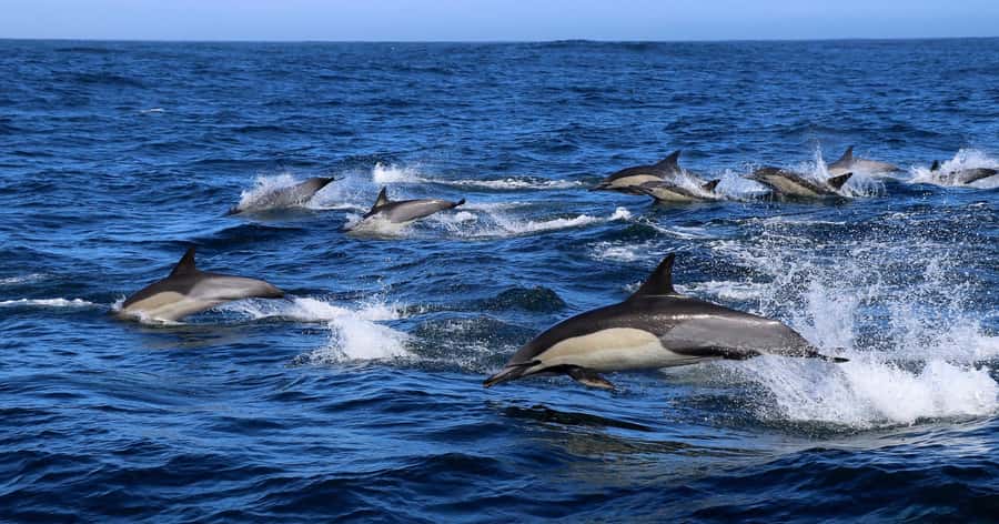 Gansbaai: Marine Big 5 Boat tour - The boat ride to Dyer Island