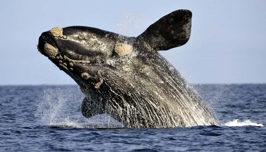Gansbaai: Whale Watching Trip by Boat - Key points to know before you book