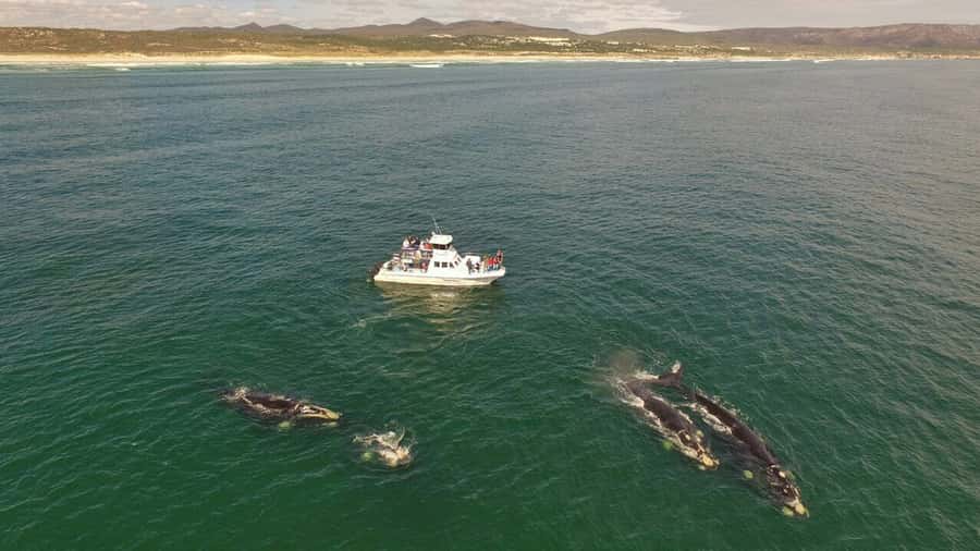 Gansbaai: Whale Watching Trip by Boat - Seeing southern right whales at close range