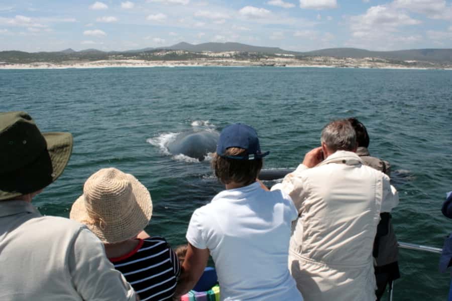 Gansbaai: Whale Watching Trip by Boat - What the boat experience is really like