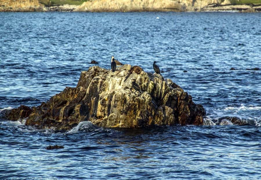 Gansbaai: Whale Watching Trip by Boat - Is $146 a fair price for two hours?