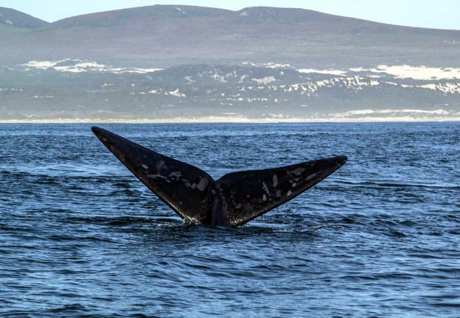 Gansbaai: Whale Watching Trip by Boat - Who will enjoy this Gansbaai boat trip?
