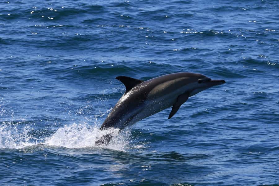 Gansbaai: Whale Watching Trip by Boat - Should you book the Gansbaai whale trip?