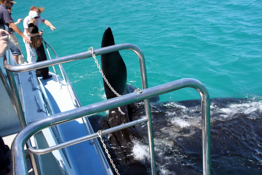 Gansbaai: Whale Watching Trip by Boat - Following the cliffs of De Kelders