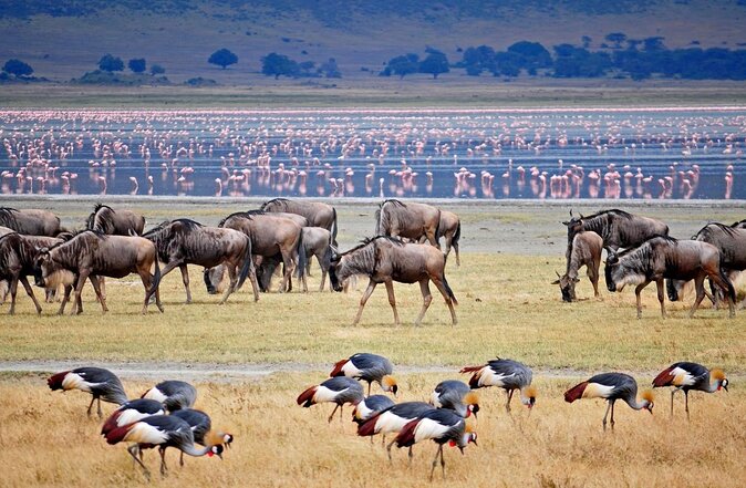 Group Safari 7 Days in Tanzania's Main Parks - Key points before you book