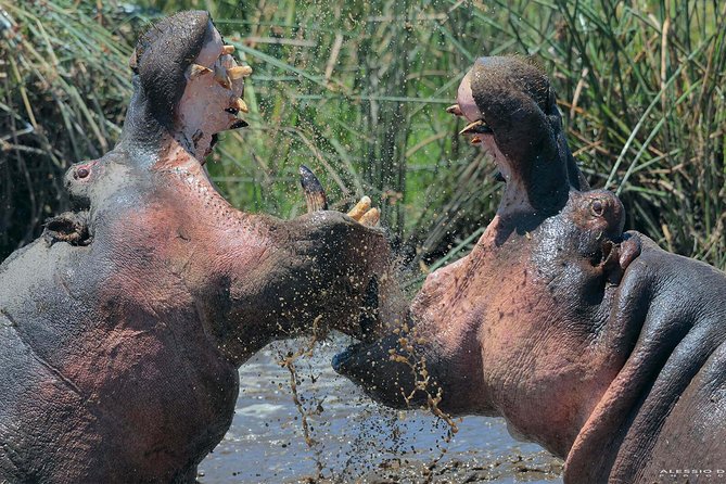 Group Safari 7 Days in Tanzania's Main Parks - Why this seven-day route works