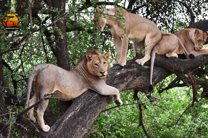 Group Safari 7 Days in Tanzania's Main Parks - Day 1: Arusha gives you a soft landing
