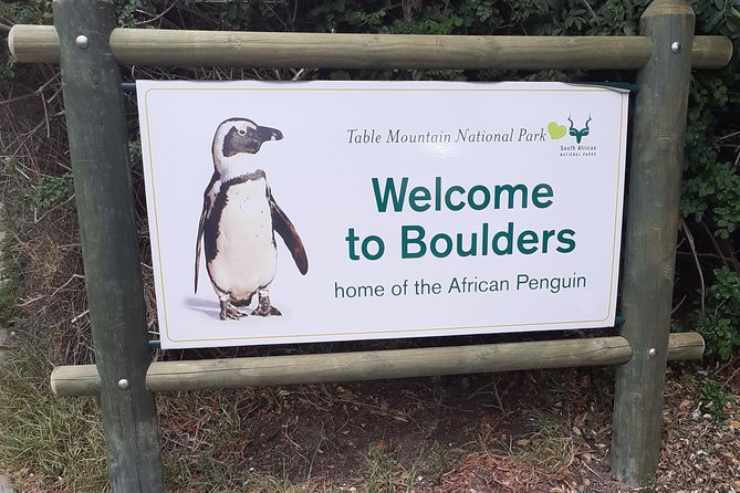 Half day African Penguin Tour - Why the penguins are only half the story
