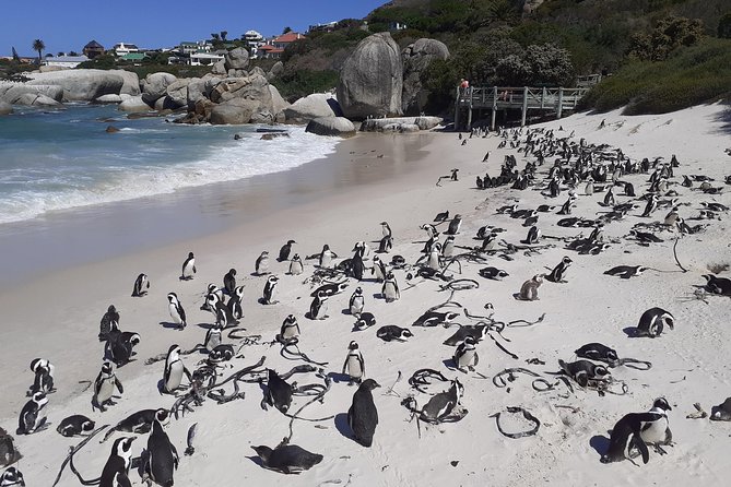 Half day African Penguin Tour - Noordhoek Farm Village as the backup stop