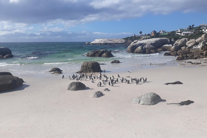 Half day African Penguin Tour - From Cape Town to Bantry Bay