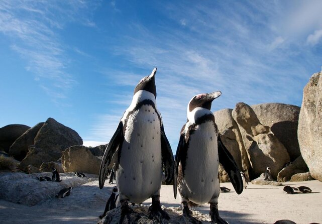 Half Day Boulders Penguins and Cape Point Small Group Tour - Key points to know before you book