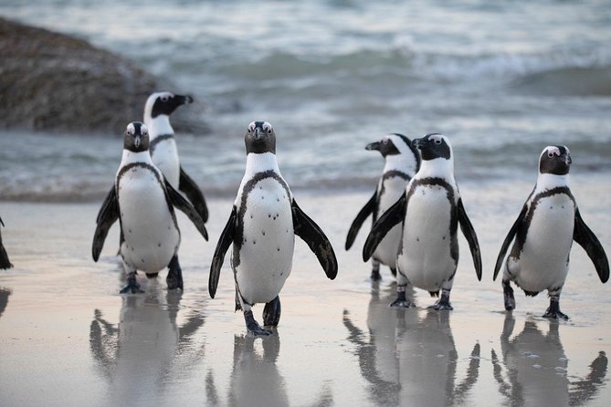 Half Day Boulders Penguins and Cape Point Small Group Tour - Boulders Beach puts penguins at center stage