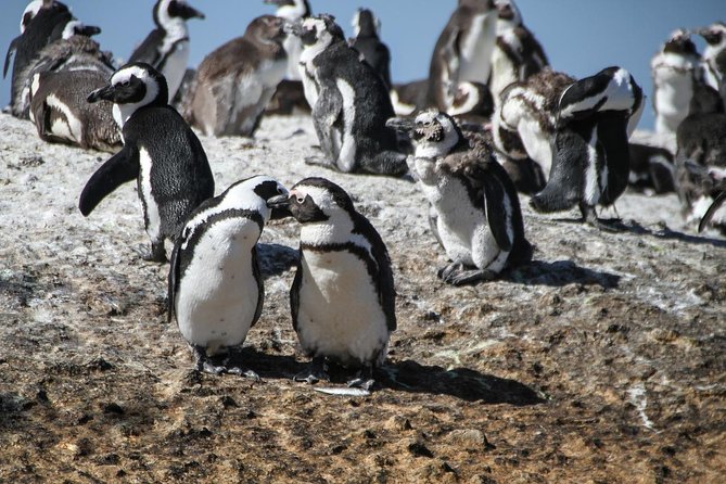 Half Day Boulders Penguins and Cape Point Small Group Tour - Cape of Good Hope brings open space and wildlife