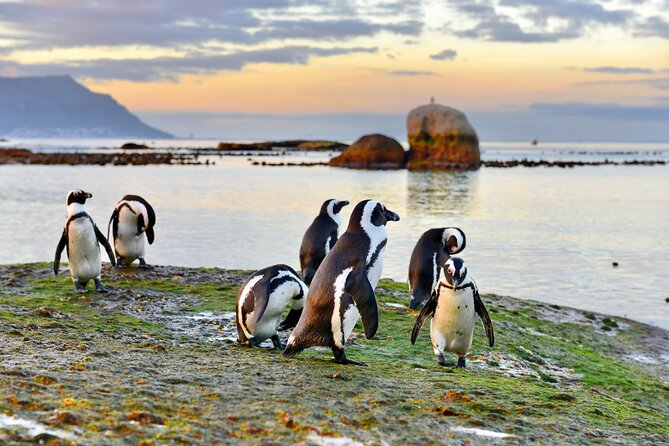 Half Day Boulders Penguins and Cape Point Small Group Tour - False Bay begins with colorful beach huts