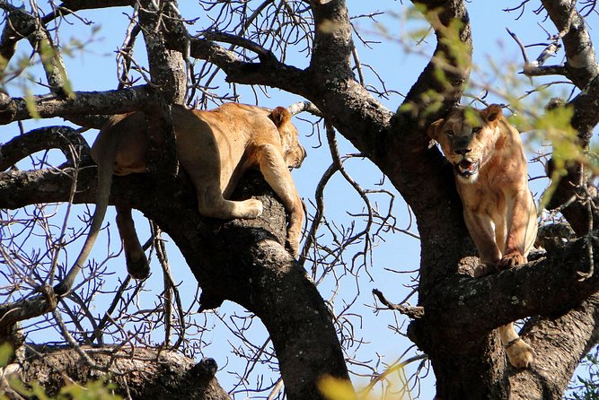 Half Day Safari Tour from Durban - A short safari that begins in Durban