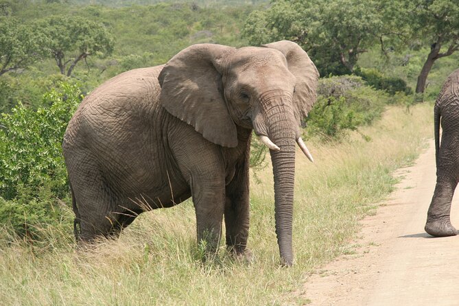 Half Day Safari Tour from Durban - Natal Lion Park: close views, with a clear trade-off