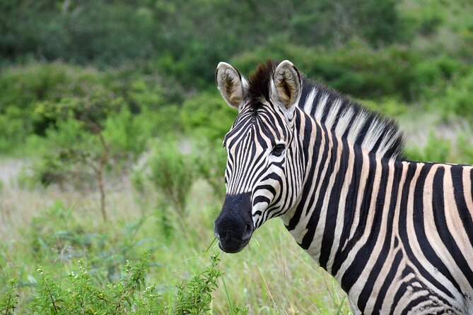 Half Day Safari Tour from Durban - Who will get the most from this tour