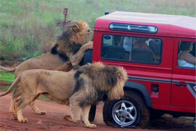 Half Day Safari Tour from Durban - Tala Private Game Reserve: the stronger safari setting