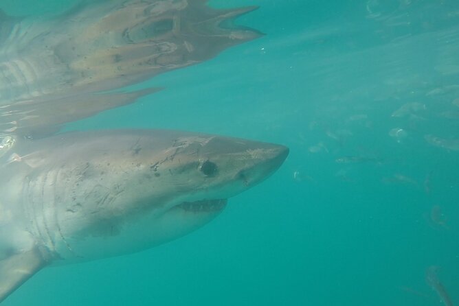Half-Day White Shark Cage Diving from Gansbaai - The 7:00 am start in Van Dyks Bay