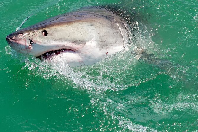 Half-Day White Shark Cage Diving from Gansbaai - Breakfast first, then the boat