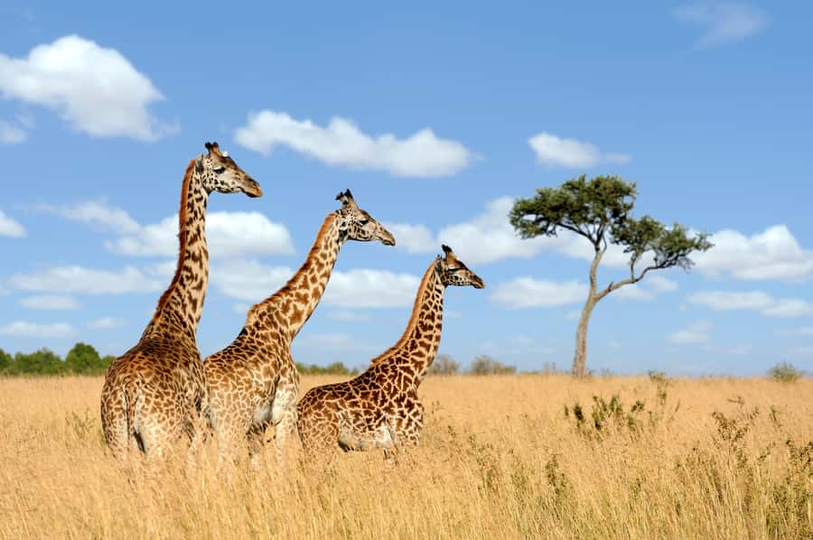 Hartbeespoort: Lion and Safari Park Guided Tour - Meeting the guide at the departure lounge