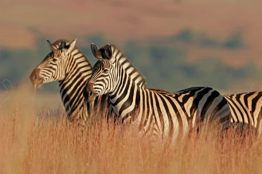 Hartbeespoort: Lion and Safari Park Guided Tour - Riding the safari truck through the park