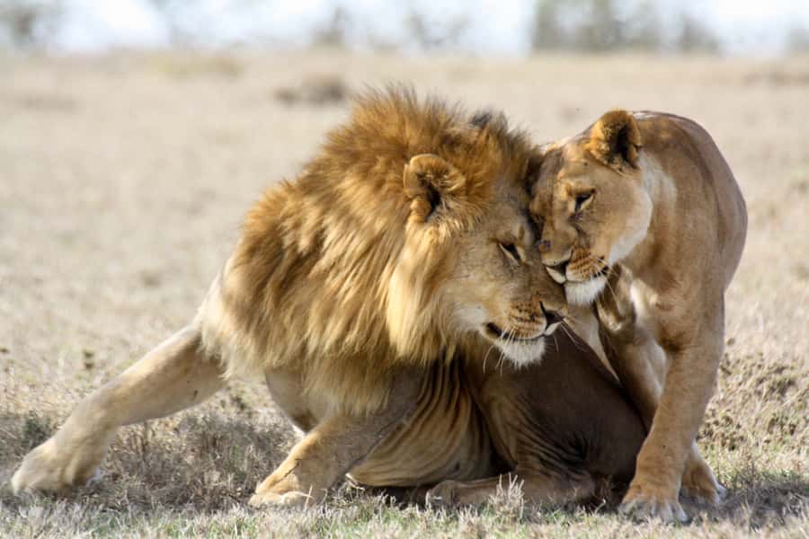 Hartbeespoort: Lion and Safari Park Guided Tour - Cheetahs, wild dogs, hyenas, and leopards