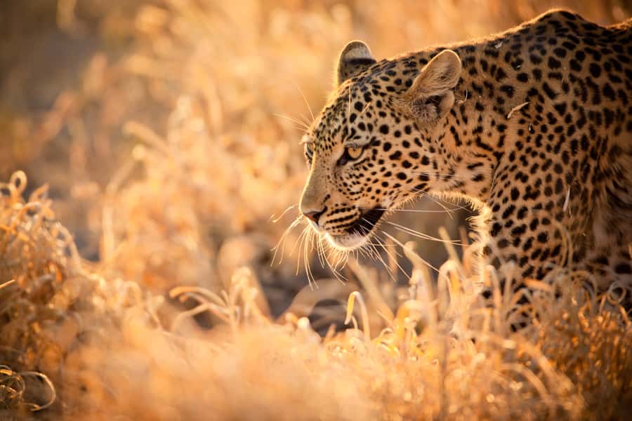 Hartbeespoort: Lion and Safari Park Guided Tour - Antelopes first, then the predators