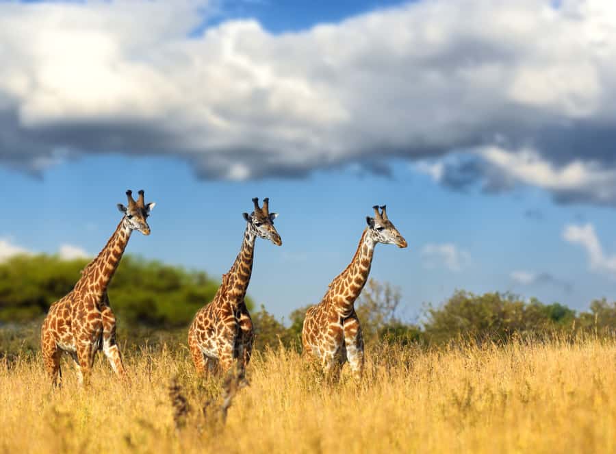 Hartbeespoort: Lion and Safari Park Tour - Key points at a glance