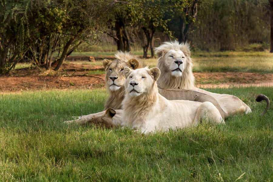 Hartbeespoort: Lion and Safari Park Tour - A quick safari close to Hartbeespoort
