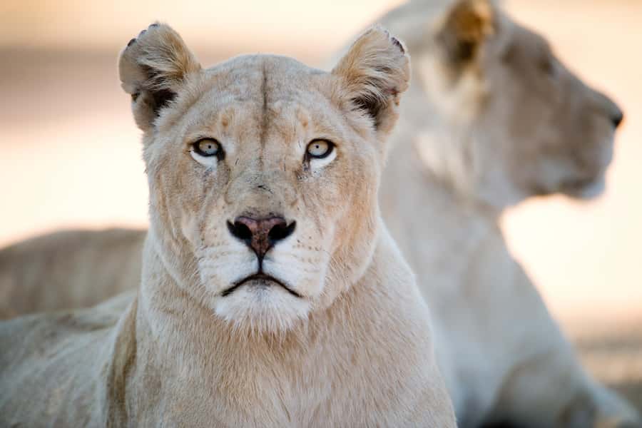 Hartbeespoort: Lion and Safari Park Tour - Getting photographs without rushing the moment