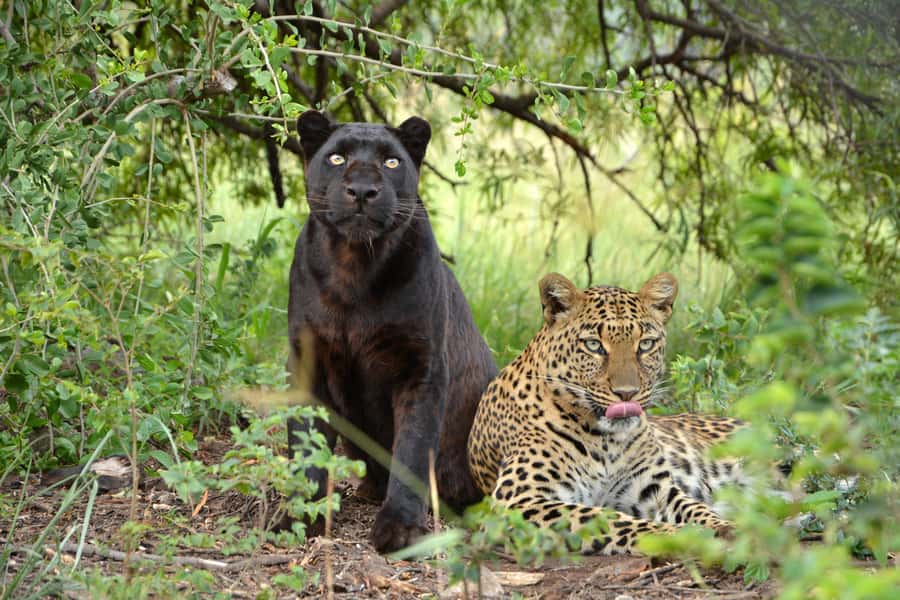 Hartbeespoort: Lion and Safari Park Tour - My verdict on the Lion and Safari Park tour