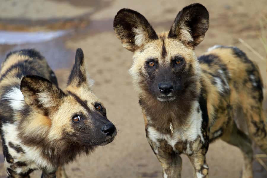 Hartbeespoort: Lion and Safari Park Tour - What the three-hour route includes