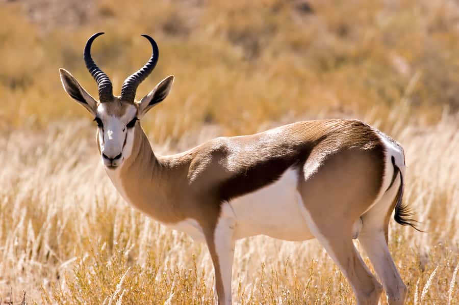 Hartbeespoort: Predator Safari with a Guide - Key points to know before you book
